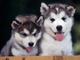 1 regalos camadas de husky siberiano con pedigree loes#