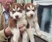 2 cachorros siberianos husky para la liberación urgente.(adopción
