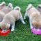Adorable cachorros akita americanos - Foto 1
