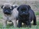 Adorable pug puppies disponible ahora