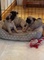 Adorable Pug Puppies Disponible ahora - Foto 2