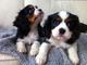 Akc registra cachorros king charles para ti y tus familias