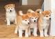 Akita inu cachorros