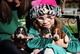 Basset Hound Puppies: ¡justo a tiempo para Navidad! - Foto 1