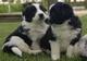 Border collie linea de belleza con pedigree loe navidad