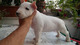 Bull terriers blanco - Foto 1