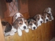 Cachorritoss disponibles de beagle para una nueva casa