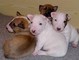 Cachorros Bull Terrier - Foto 1