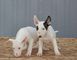 Cachorros Bull Terrier Vacunados Desparasitados - Foto 1