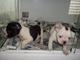 Cachorros bulldog frances de pura raza con 2 meses