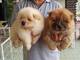 Cachorros chow chow blancos / beige - Foto 1