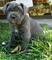 Cachorros de boerboel, (mastin sudafricano)