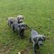 Cachorros de cane corso italiano disponibles, color gris weimar
