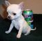 Cachorros de Chihuahua Disponible para Navidad - Foto 1