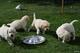 Cachorros golden retriever con loe y vacunados ven a verlos