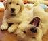 Cachorros golden retriever listos ahora