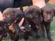 Cachorros Labradores Retrievers - Foto 1