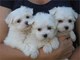 Cachorros malteses para adopción