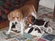 Cachorros pura raza nacional de beagle preciosos varios colores
