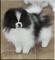 Calidad bred familia rasied shih tzu en venta