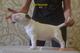 Camada de perritos lindos bull terrier - Foto 1