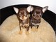 Chihuahua cachorros en venta
