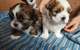 Cuidadora de mascotas a domicilio - Foto 1