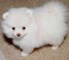 Cute Pomeranian Puppies en venta - Foto 1