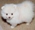 Cute pomeranian puppies en venta