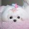 Excelentes cachorros Bichon Frise - Foto 1