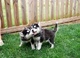 Excelentes cachorros pomsky