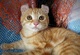 Gatito macho y hembra Munchkin ,, - Foto 1