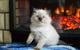 Gatito ragdoll para la adopción regalo !!!