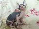 Gatito sphynx canadiense (masculino)