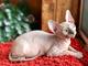 Gatito sphynx canadiense (masculino) disponible, color de punta a