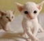 Gatitos devon rex listos