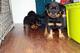Gorgeous rottweiler puppies disponible