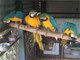 Hermosas guacamayas azules y doradas disponibles ahora - Foto 1