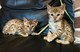 Hermosos gatitos de Bengala en venta - Foto 1