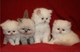 Hermosos gatitos persas disponibles - Foto 1