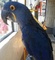 Hyacinth macaw - dna tested male and female - 11 months old