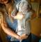 Labrador Retriever cachorros con pedigree leo navidad - Foto 1