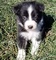 Lindo border collie cachorros para adopcion