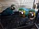 Loros de guacamayos Baby Macaw azul y dorado - Foto 1