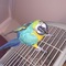 Loros Guacamayo azul y oro para la adopción - Foto 1