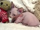 Magníficos gatitos Sphynx para su aprobación - Foto 1
