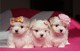 Maltese Puppies en venta - Foto 1