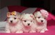 Maltese puppies en venta