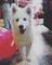 Miky es un pequeño podenco maneto navidad samoyedo - Foto 1