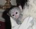 Monos capuchinos bebés listos para el nuevo hogar navidad - Foto 1